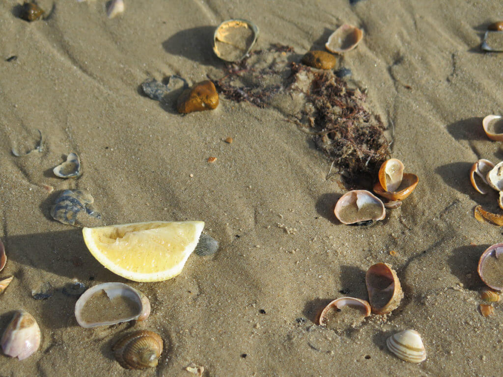 Auf dem Strand liegen Muscheln und ein Zitronenviertel