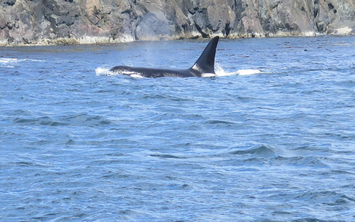 Orcas! …und mehr Großartiges auf Vancouver Island