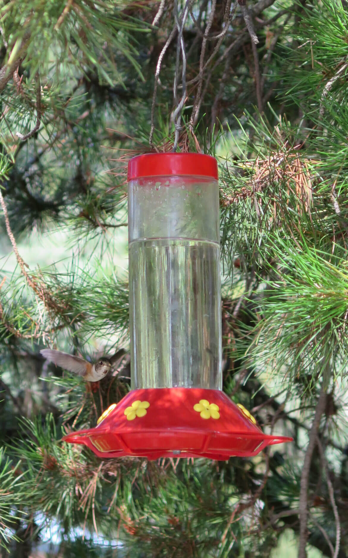 Kolibris am Mount Robson und Bären in Whistler