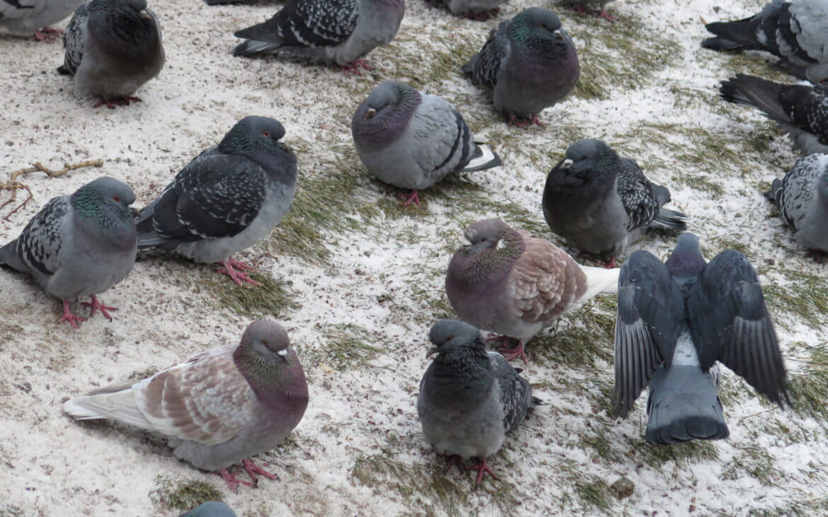 Ein Kirchen- und Opern Marathon in Sankt Petersburg