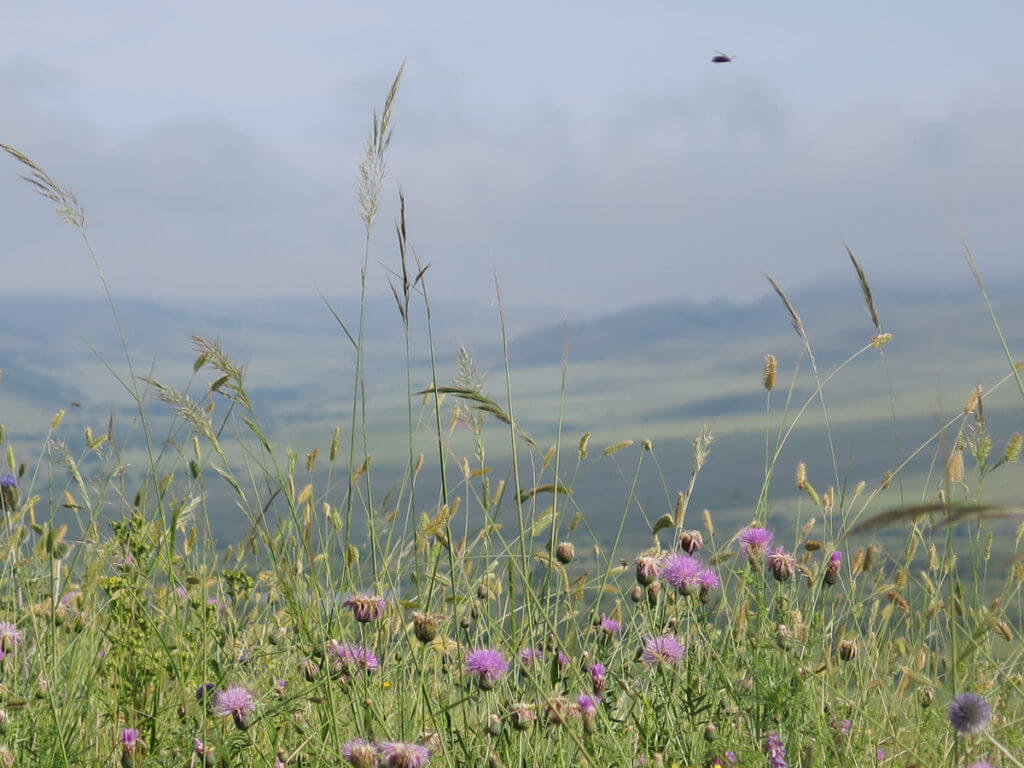 Wiese mit Lila Blumen in der Mongolei