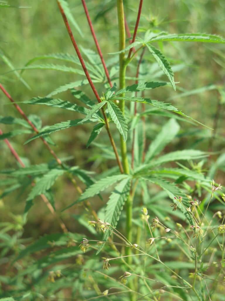 Cannabispflanze in der Mongolei
