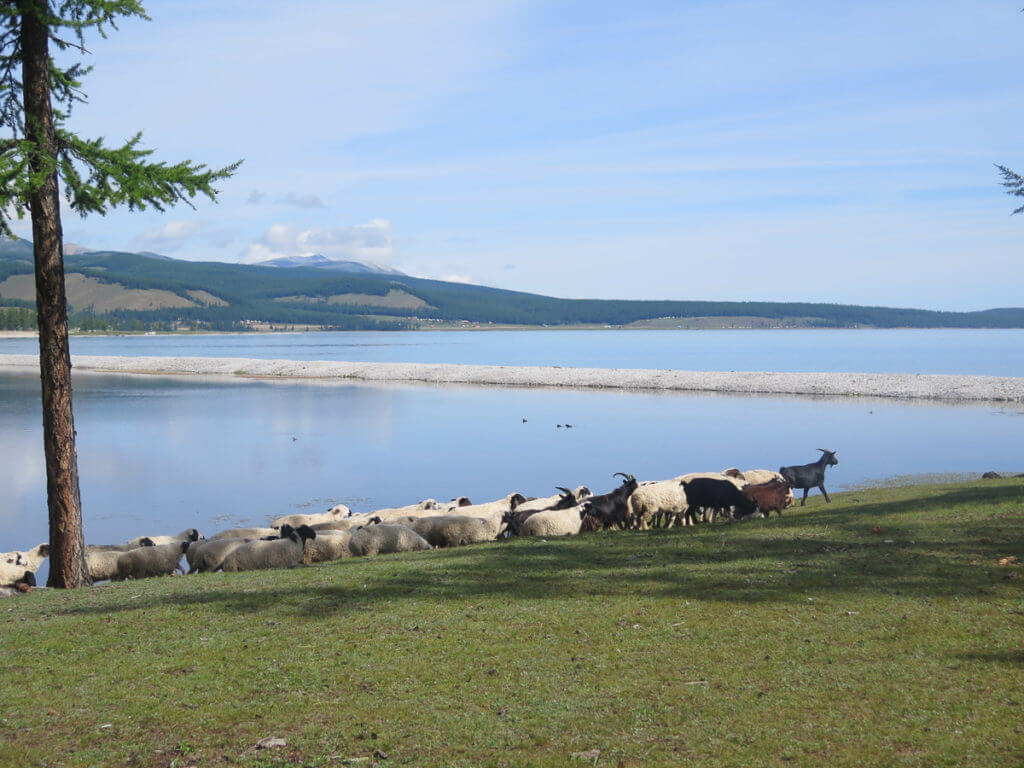 Schafe und Ziegen am Chuwsgulsee