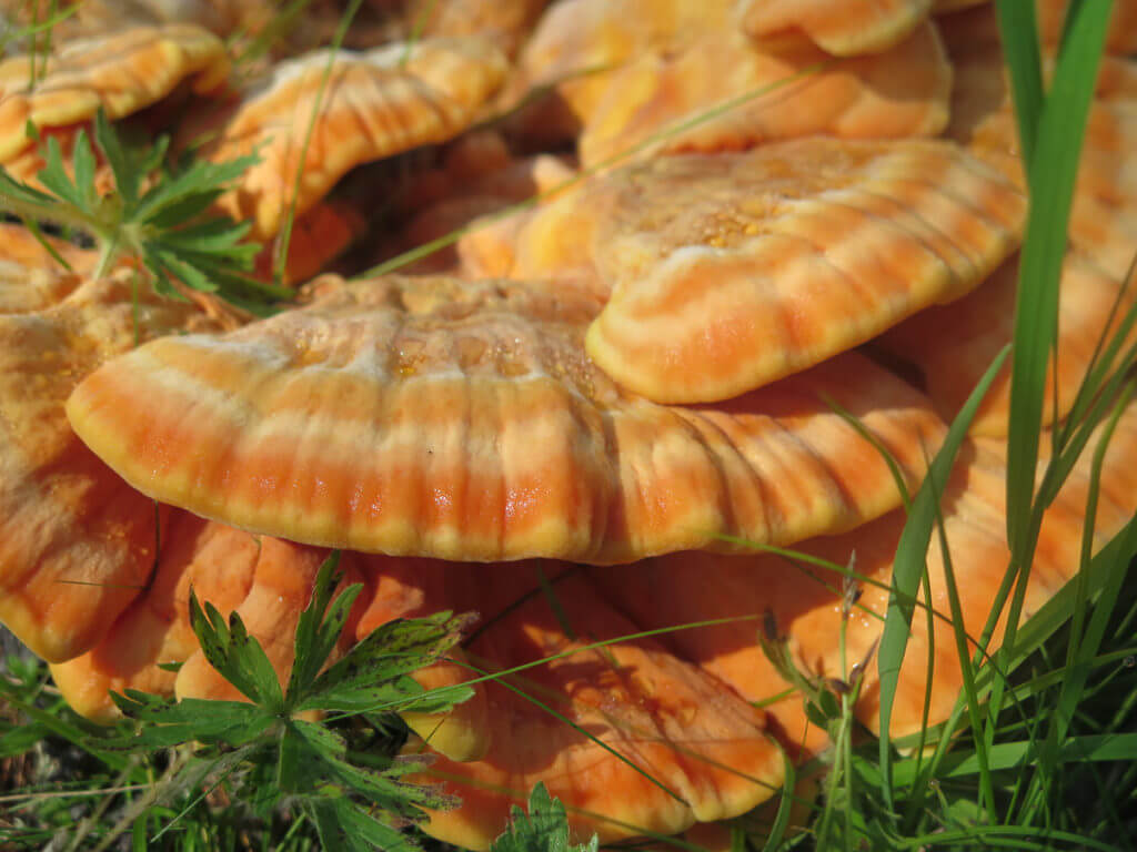 Orangefarbener Pilz in der Mongolei
