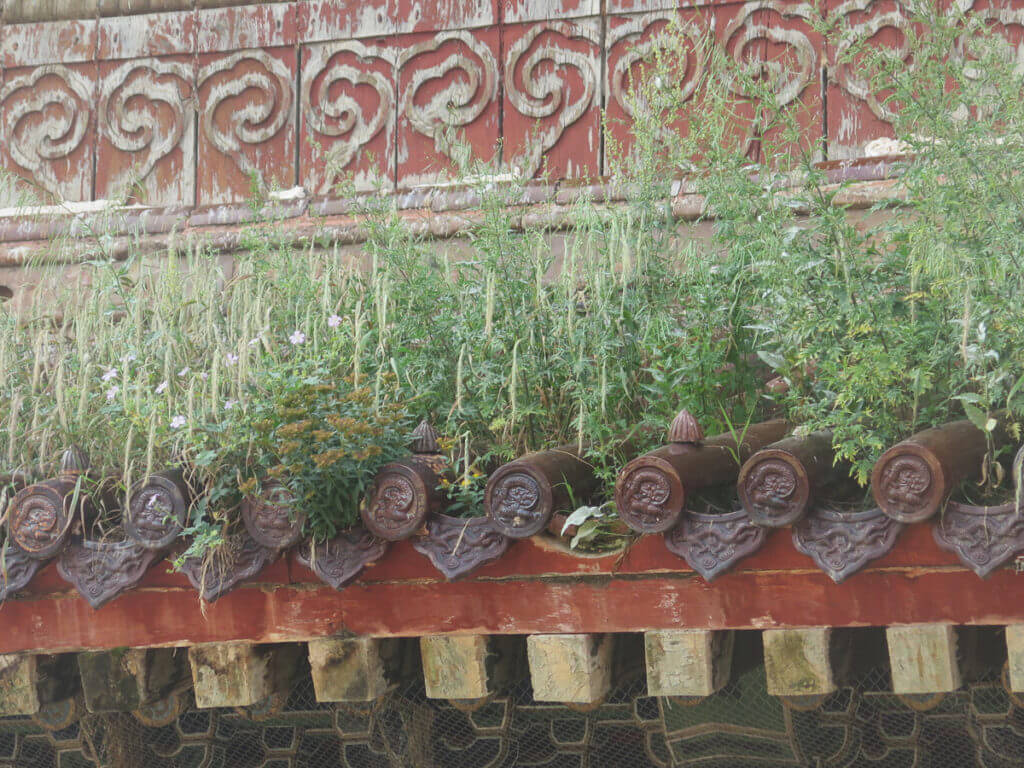 Pflanzen wachsen aus dem Dach vom Kloster Amarbayasgalant