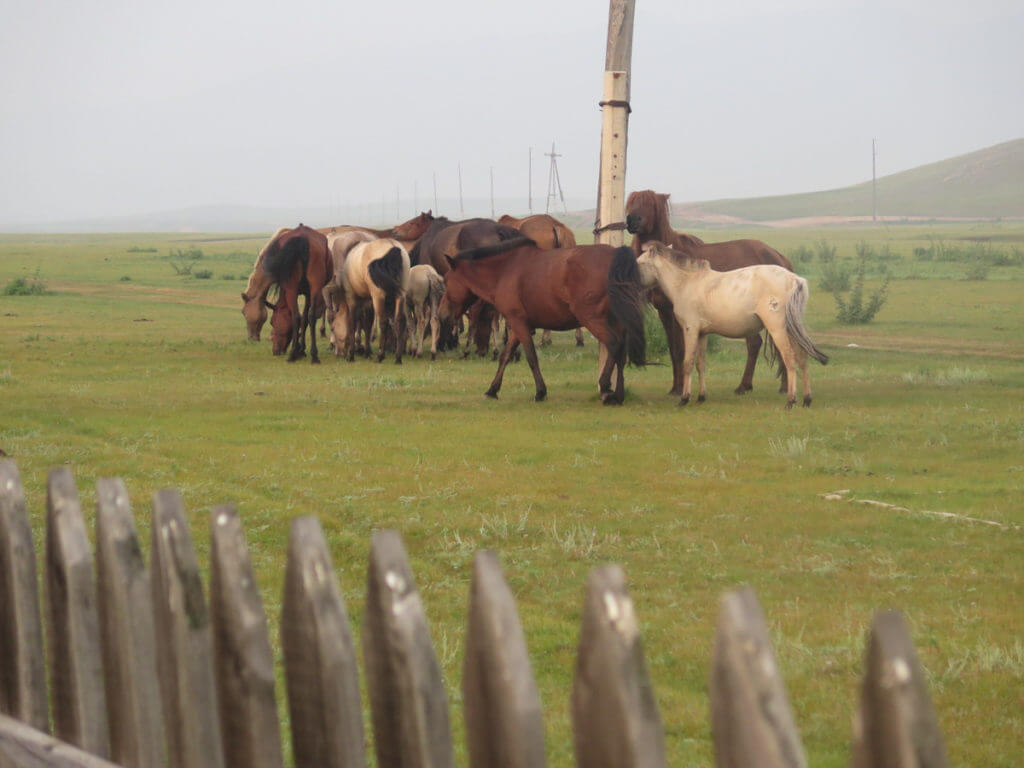 freie pferde in einer Herde in der Mongolei