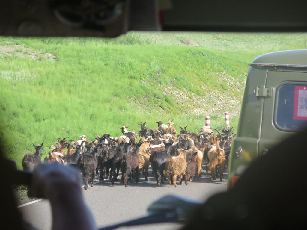 Ziegenherde über die Straße in der Mongolei