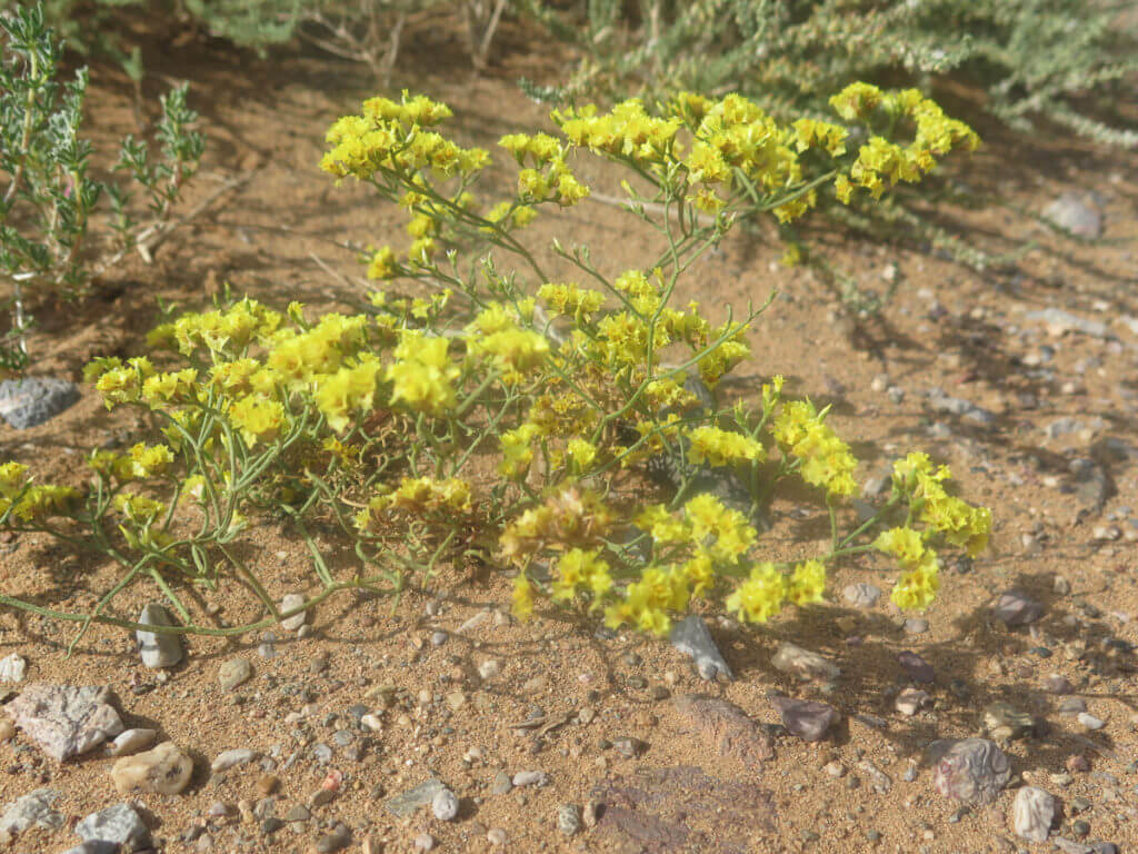 Wüstenblume in der Wüste Gobi, Gelbe Blüten