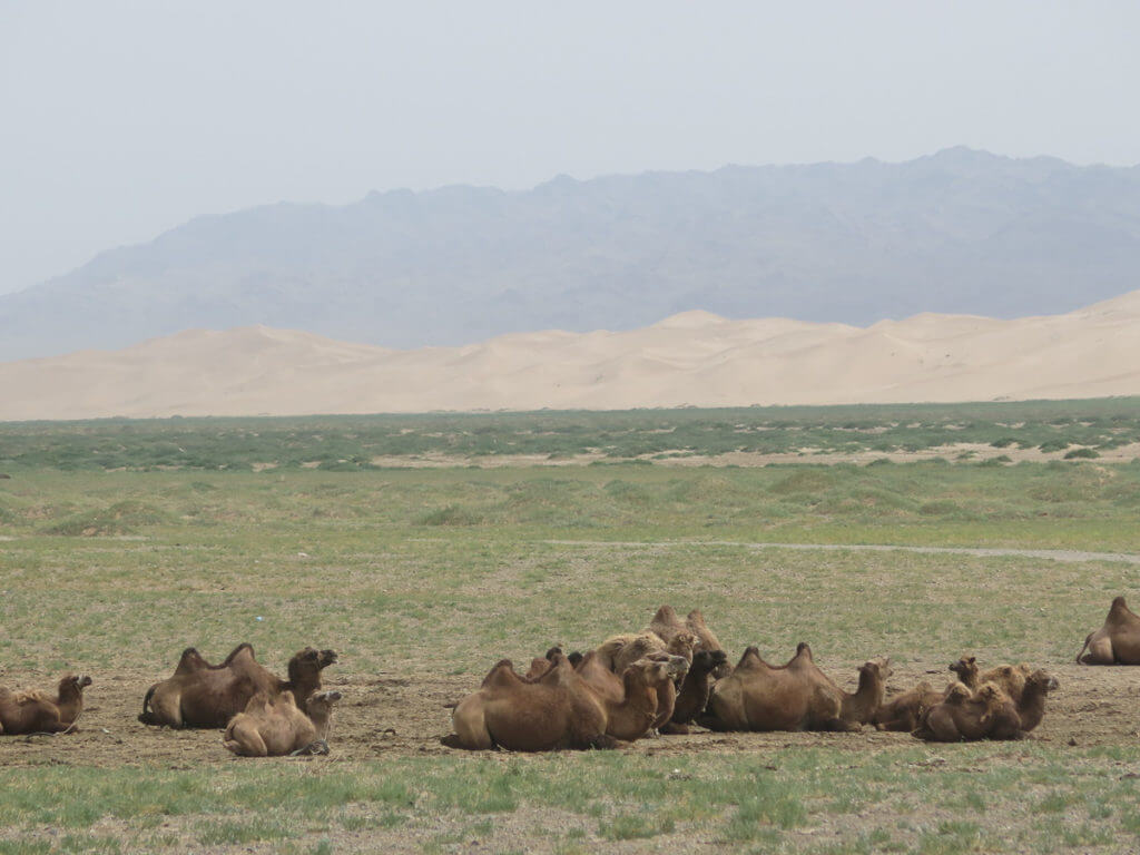 Im Vordergrund Kamele, im Hintergrund Sanddünen in der Wüste Gobi