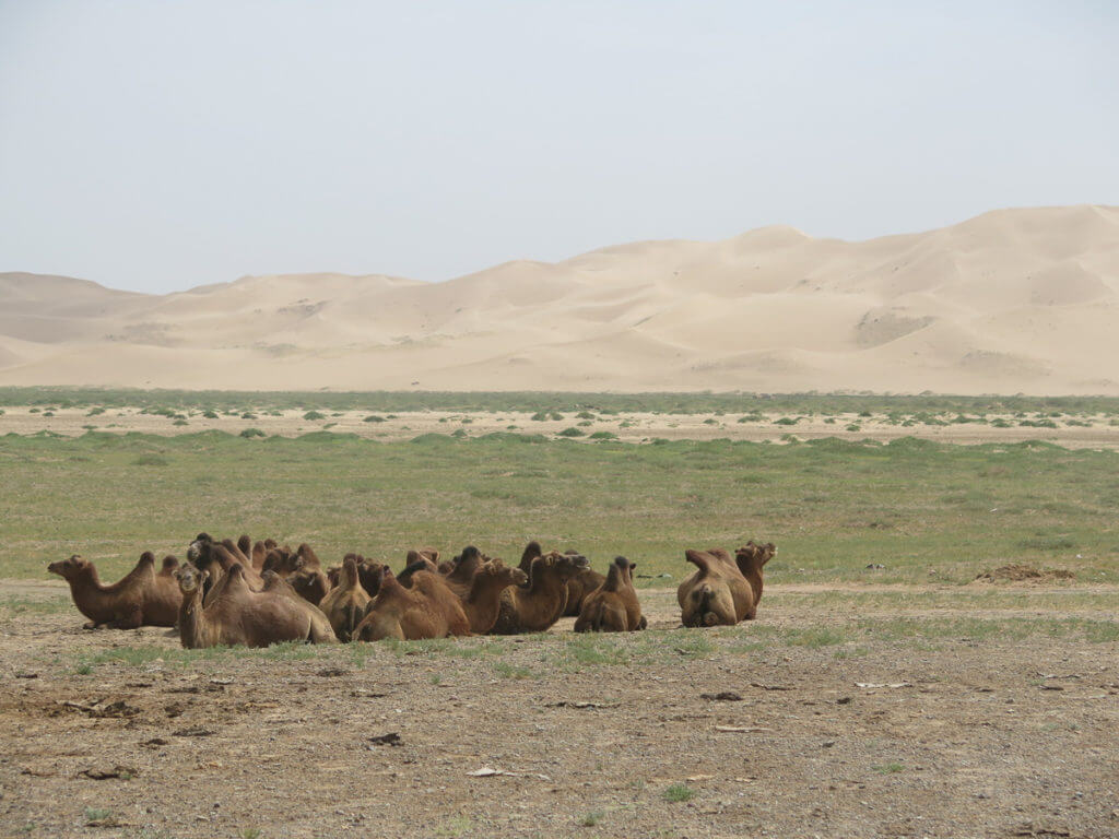 Kamele im Vordergrund, Wüste Gobi und Sanddünen im Hintergrund
