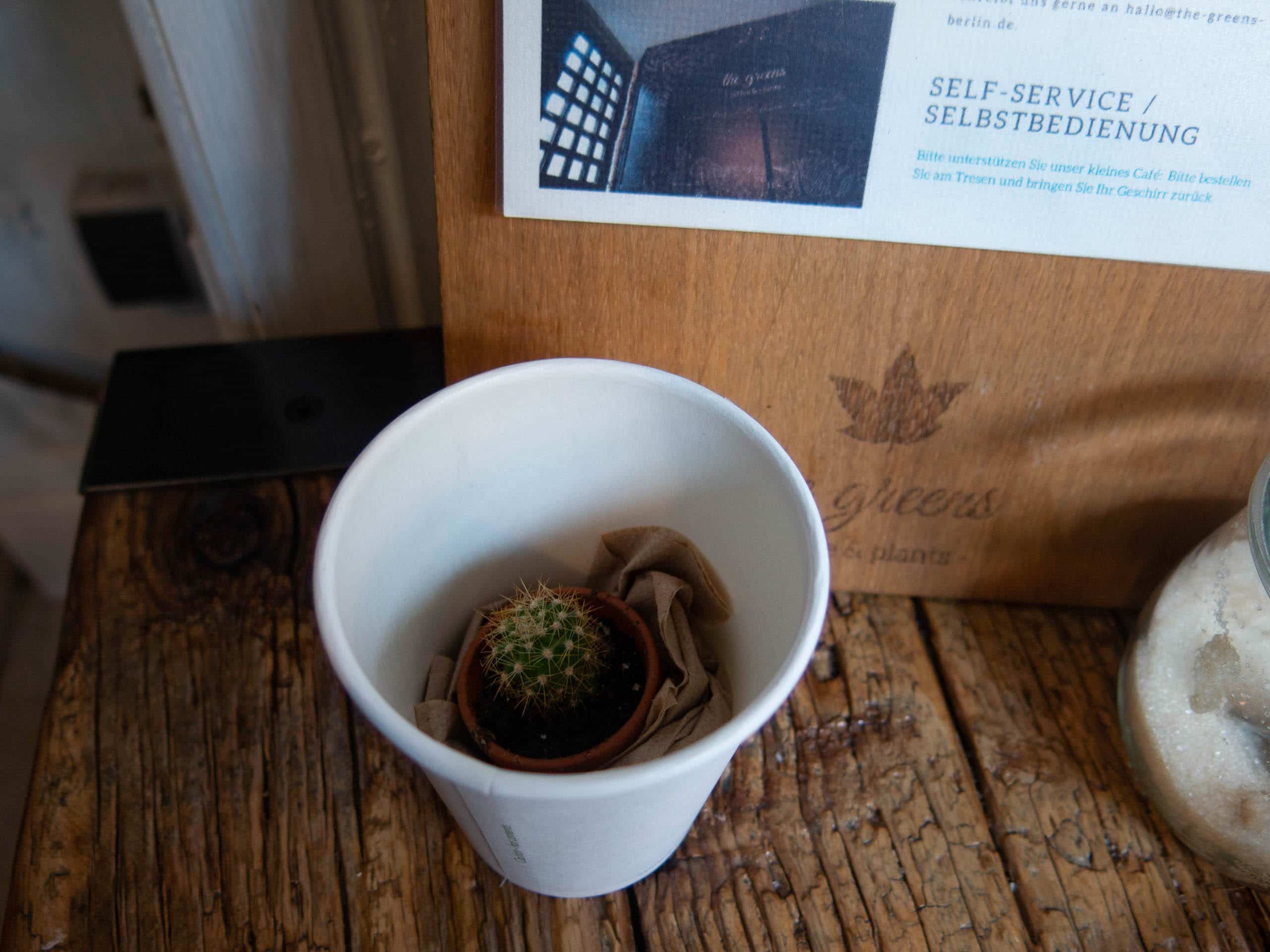 Kaktus im Pappkaffeebecher auf Holztisch