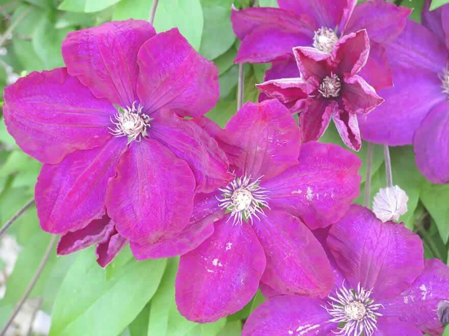 Clematis pink