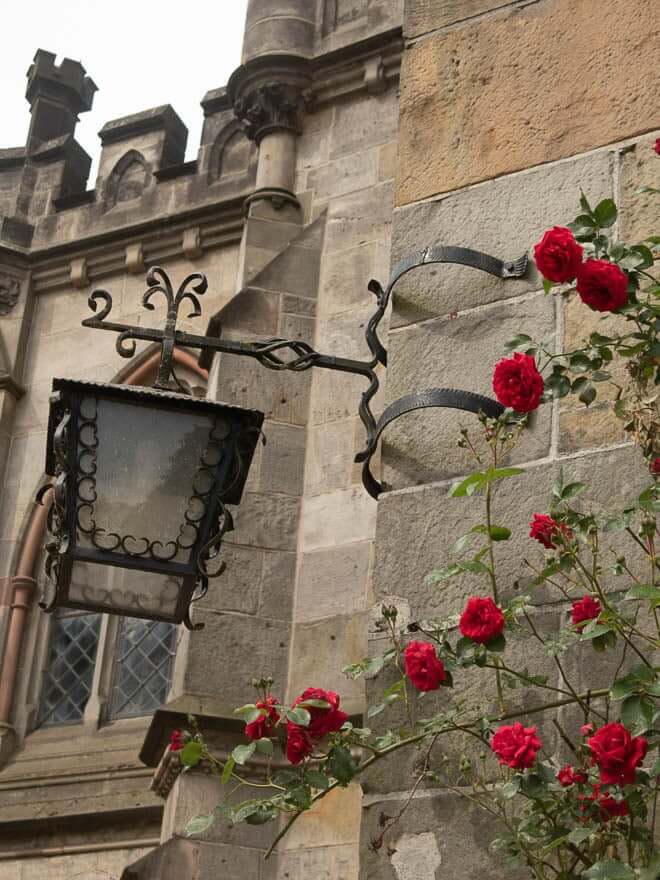 Rote Rose und Lanterne Burg Bentheim
