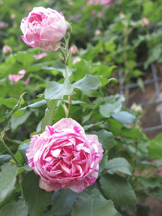 Pinkfarbene Rose