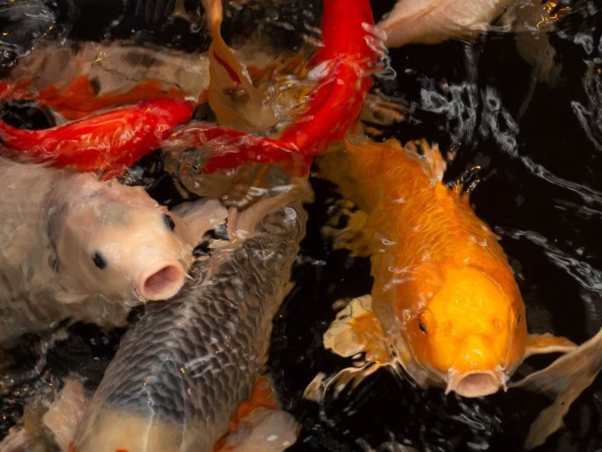 Fische