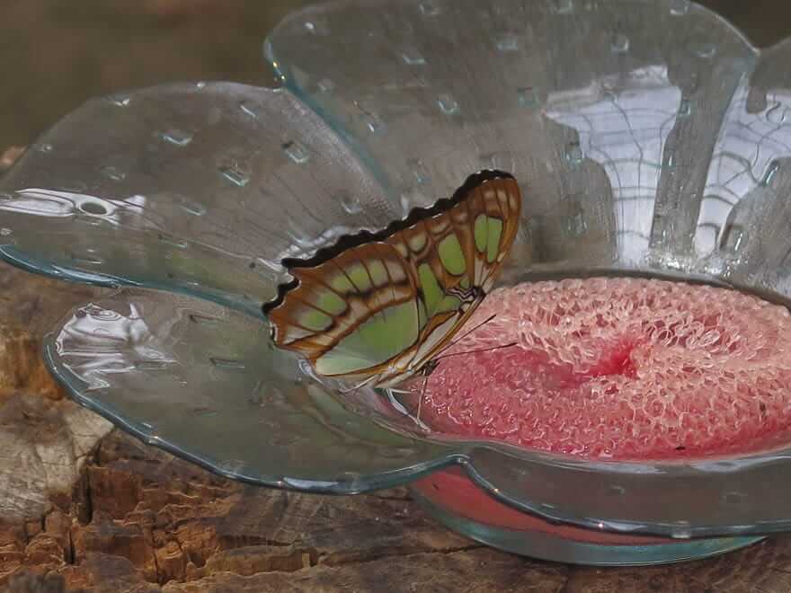 Schmetterling auf pinkfarbene Futterplatz. Schmetterling grün braun und weiß
