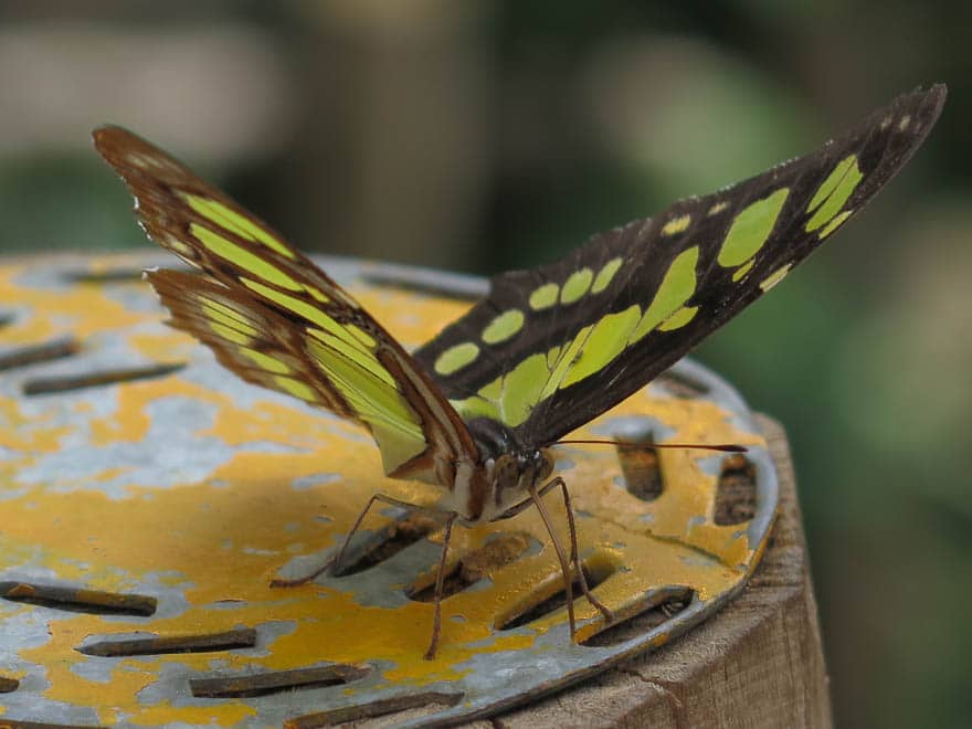 Schmetterling grün mit schwarz