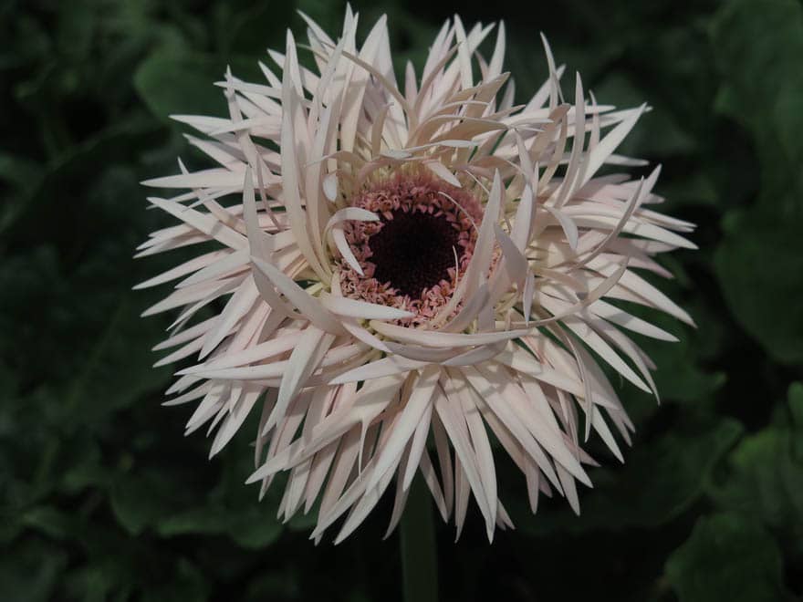 Gerbera in rosa nahaufnahme
