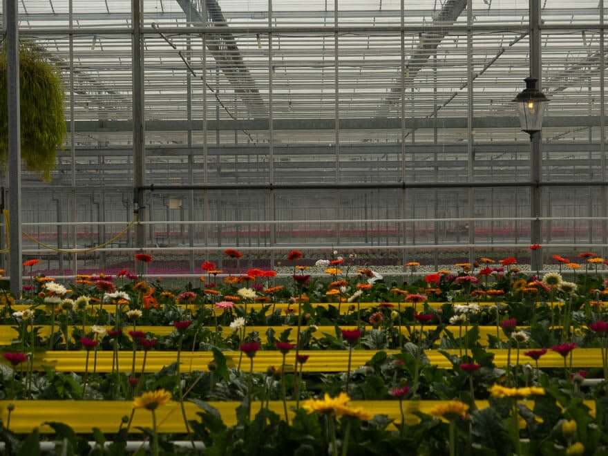 Gewächshaus mit Blumen in verschiedene Farben