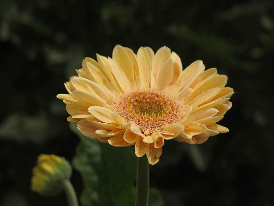 dottergelbe Gerbera nahaufnahme