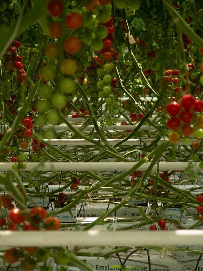 Tomatenstrauch