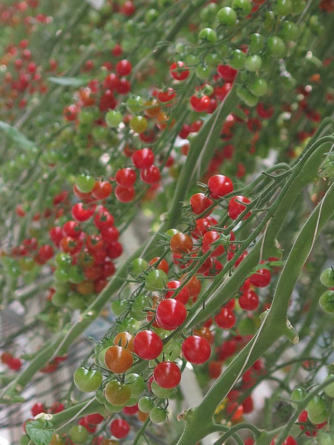 Tomatenstrauch