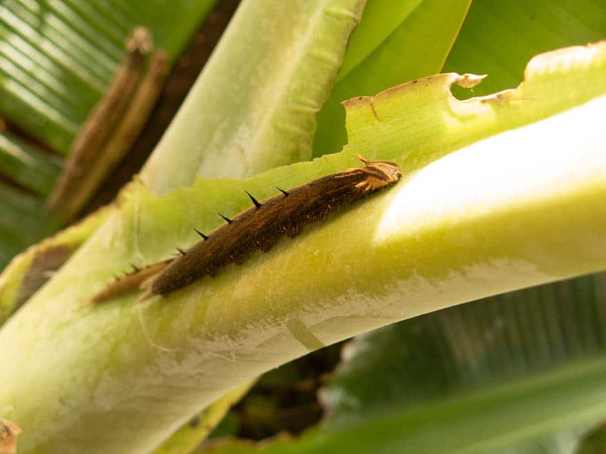 Raupe mit Stacheln auf grünem Zweig