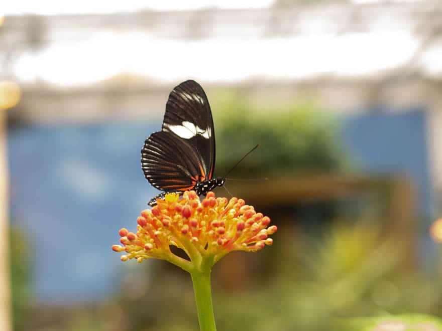 Schwarzer Schmetterling auf Blume
