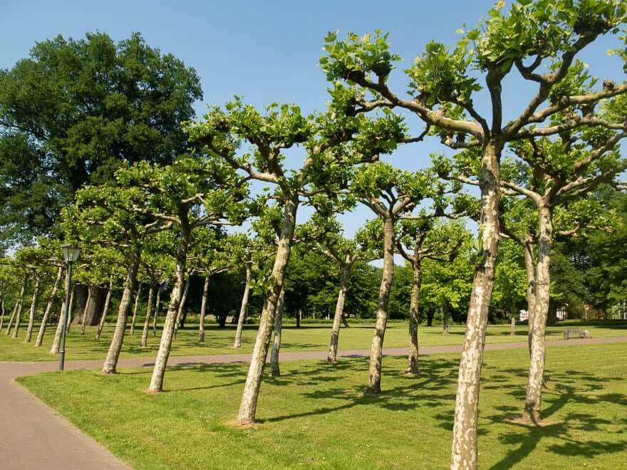 Bäume im Schlosspark