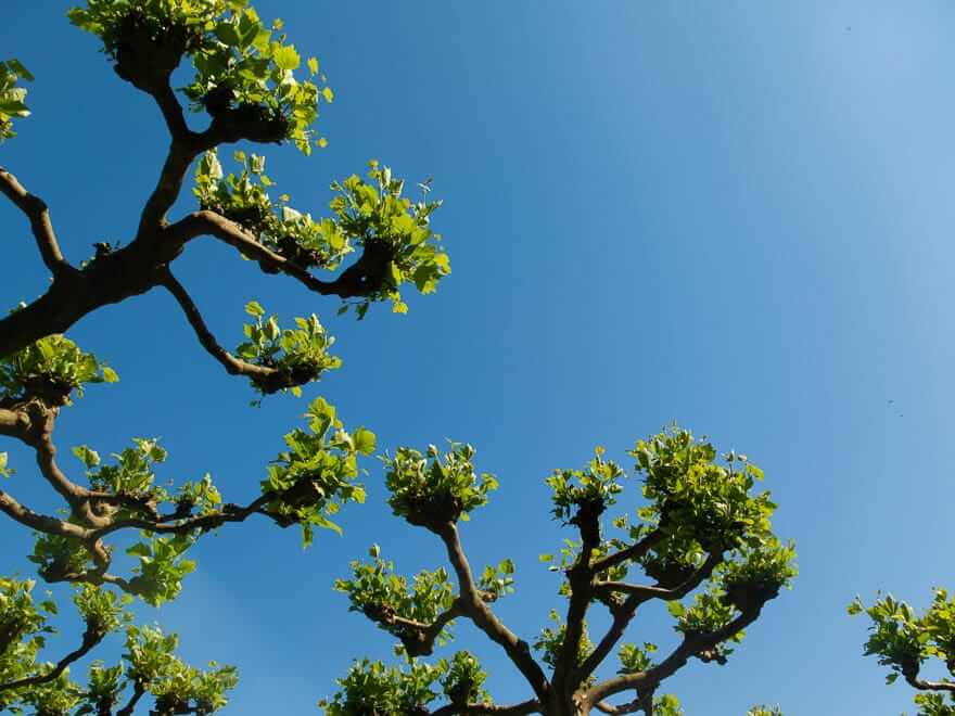 Zweige vor blauer Himmel