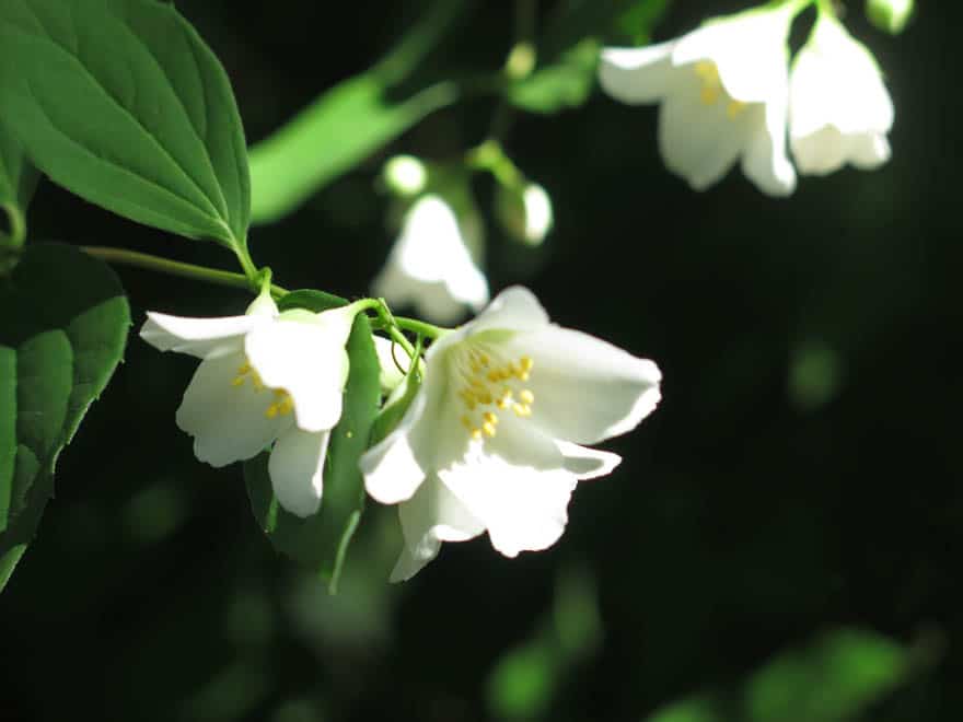 weiße Blüten Nahaufnahme