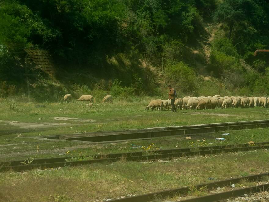 Schafsherde mit Schäfer in Bulgarien