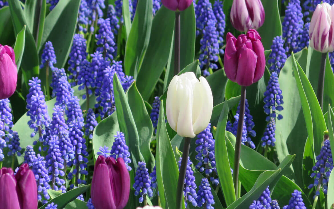 Keukenhof: Tulpenpracht in den Niederlanden