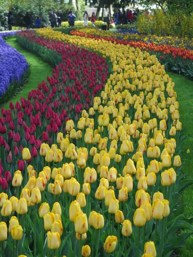 Tulpenbeet verschiedene Farben in geschwungene Linien