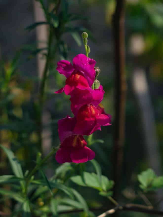 pinkfarbene Blume