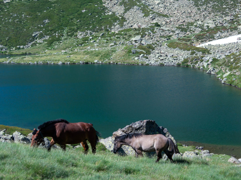 Zwei Pferde grasend am Bergsee