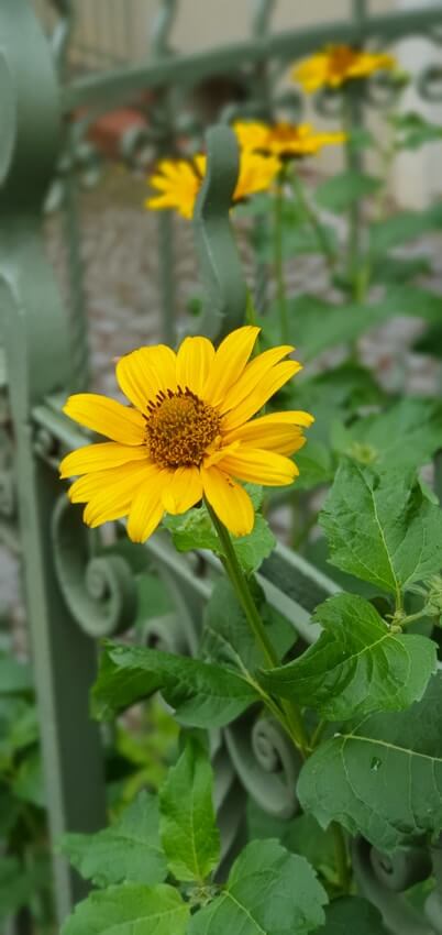 Gelbe Blume, im Hintergrund ein grüner Zaun