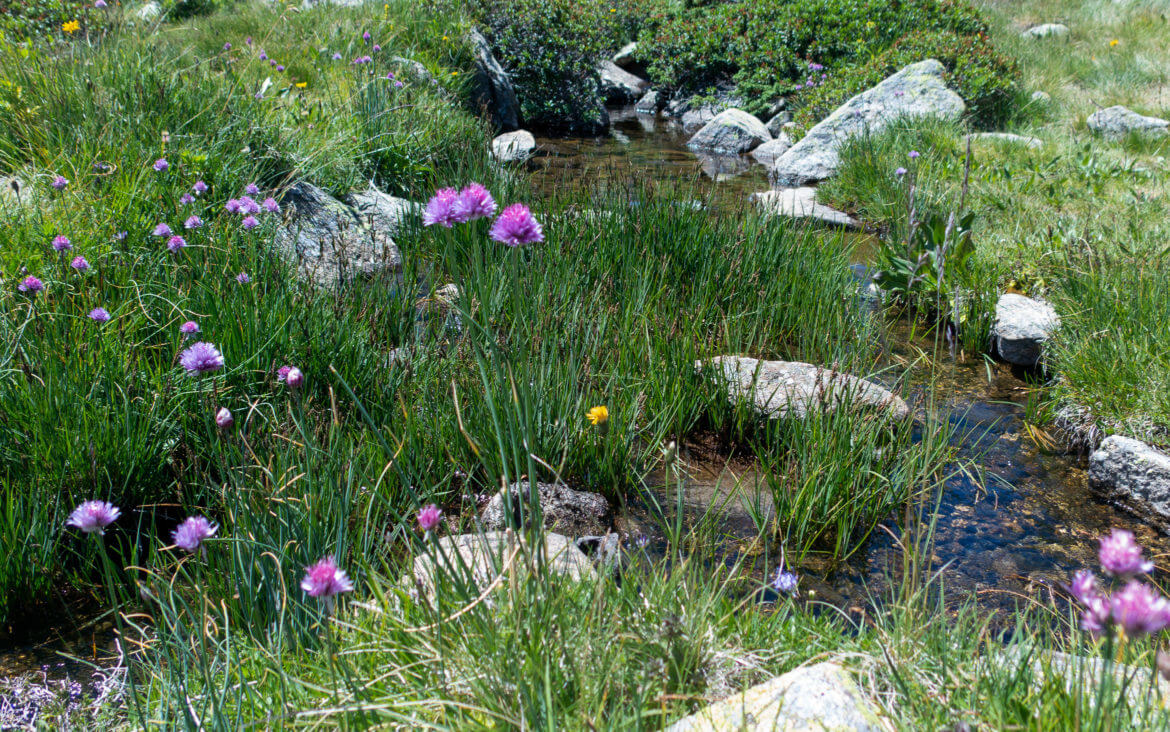 Eine traumhafte Wanderung in Grandvalira zu Llac dels Pessons Blumen und Bächlein in den Bergen von Andorra Grandvalira