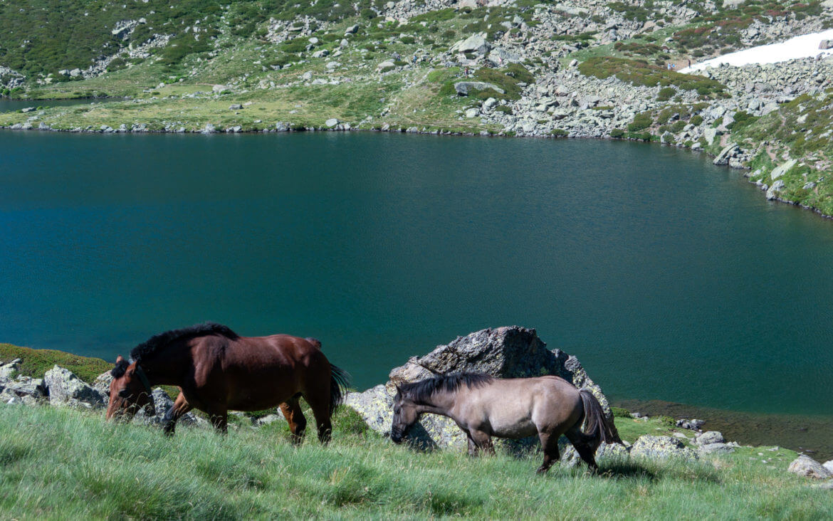 Zwei Pferde grasend am Bergsee