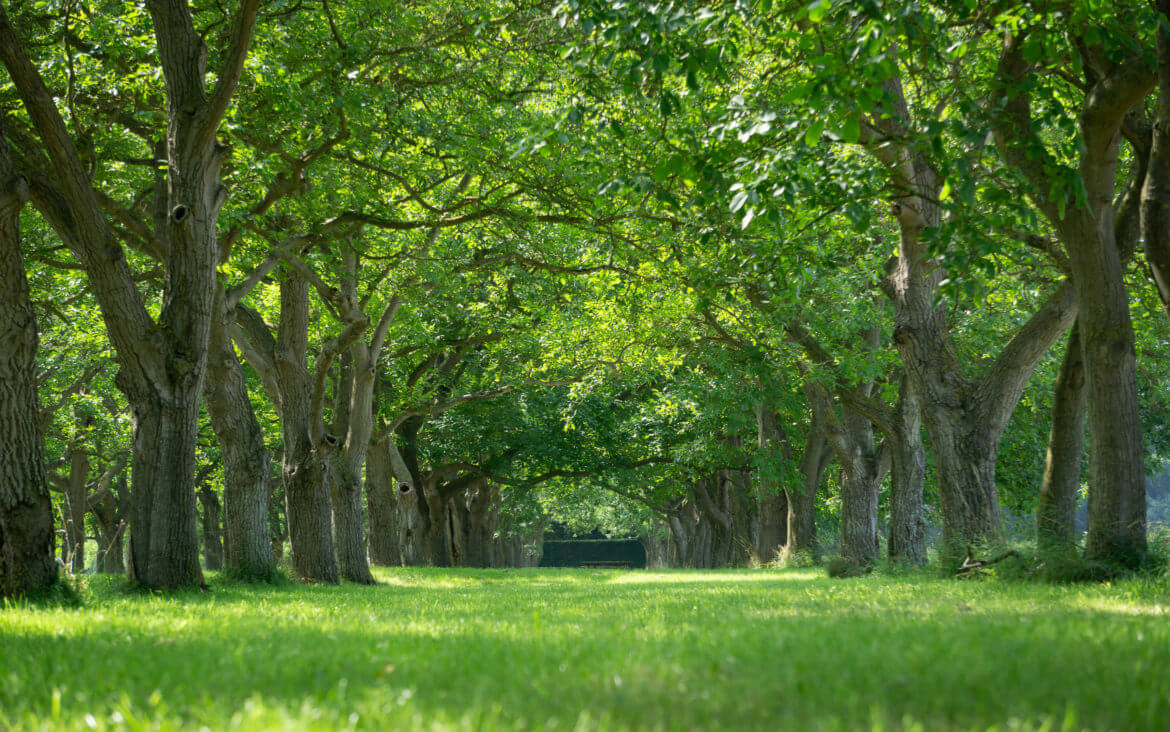 Walnussallee auf Gut Marienwaerdt in Gelderland. Grüne Bäume und Rasen