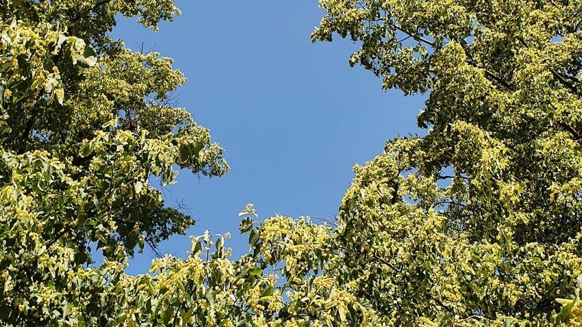 Lindenblueten und blauer Himmel